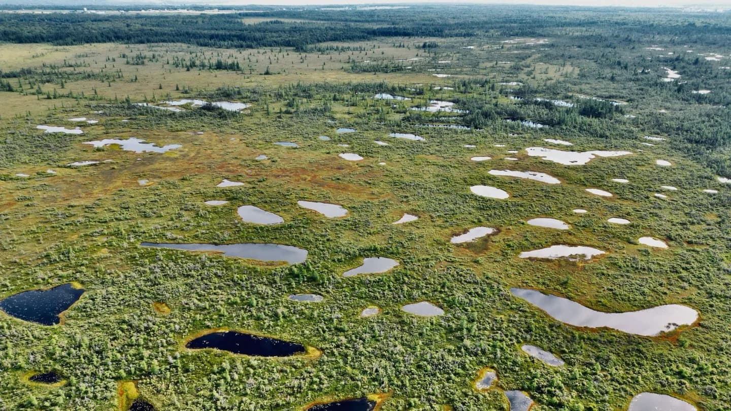 Wetland landscape